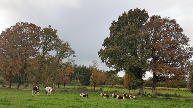 17 11 19 Breton locals.jpg